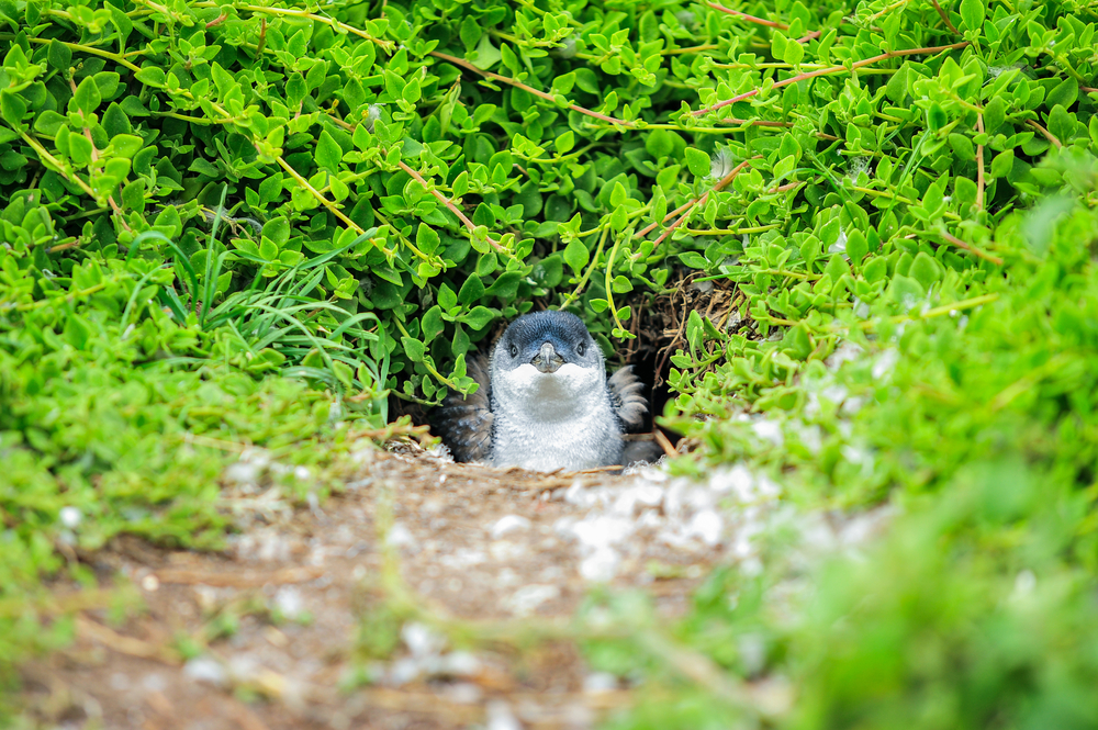 littlepenguin.shutterstock 389999119