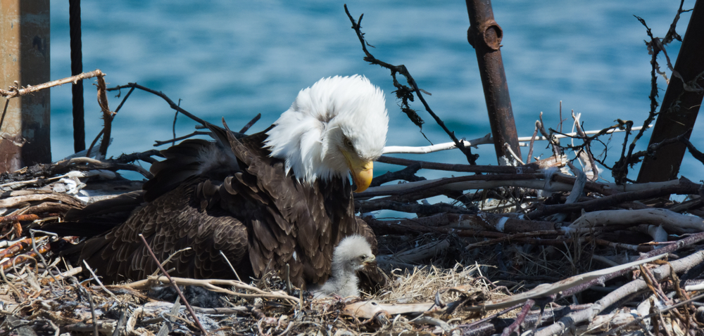 shutterstock 1124510582.eagles